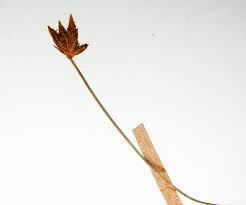 Image result for Zulustylis