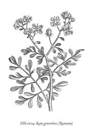 Antique Botanical Prints Black And White Sweeterlittlehome Com Nbspsweeterlittlehome Resources And Information Vintage Art Prints Vintage Botanical Prints Printable Vintage Art
