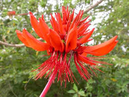 Image result for Erythrina madagascariensis