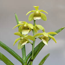 Image result for Microcoelia exilis