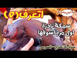 اتعرف ع نوع من السمك النادر أم عطية بنت الريس بالاسعار وطرق الطهي الحلقة 5 youtube