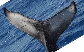 Support Pacific Whale Foundation