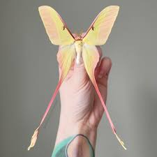 Image result for Actiniopteris dimorpha