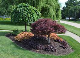 Japanese maples display amazing colors in the landscape. 23 Landscaping Ideas With Photos Mike S Backyard Nursery