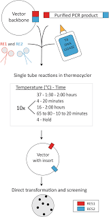 Pyrite Cloning A Single Tube And Programmed Reaction