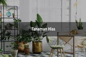 Maybe you would like to learn more about one of these? 16 Tanaman Hias Dan Jenis Jenisnya Beserta Tips Cara Merawat