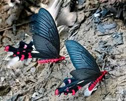 Image result for Polhillides velutina