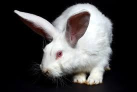 What is the breed of white rabbits with red eyes? 10 Creepy Ghost Animals You Ve Never Heard Of