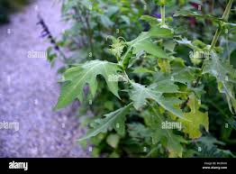 Image result for Montanoa bipinnatifida