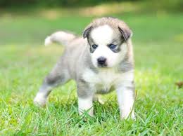 As these cute husky pictures show, they can have blue eyes, brown eyes or even a combination of the two! Mississippi Siberian Husky Puppies Home Facebook
