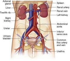 Diagram Of Urinary System Quizlet In 2020 Body Systems Arteries And Veins System