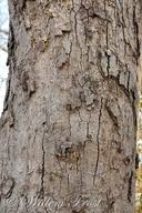 Image result for Brachystegia utilis