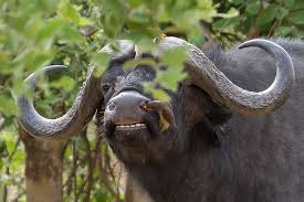 Wellness Fur Buffel Wurmer Aus Der Nase Ziehen Foto Bild Africa Southern Africa Botswana Bilder Auf Fotocommunity