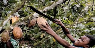 The global civil society, an international coalition of civil society organisations working on human rights in the cocoa sector across the world, has called for an end… Modern Day Slavery In Cocoa Farming The Guilt Behind Eating Chocolate The Daily Vox