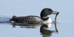 These birds in michigan also have a distinct white incomplete ring around the eyes. Common Loon National Wildlife Federation