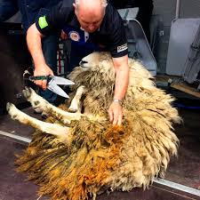 The Good Life: Cosy crime wave - NZ Herald