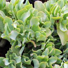 Pin On Succulent Winter Growers