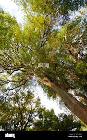 Image result for Xanthocercis zambesiaca