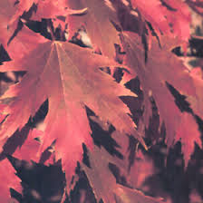 Firefall maple is a little known but excellent hybrid maple variety developed with the combined efforts of the university of minnesota and the minnesota landscape arboretum. Firefall Maple Acer X Freemanii Firefall In Inver Grove Heights Minnesota Mn At Gertens