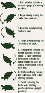 Learn about some of the best reptile pets that you reptiles are available in many shapes and sizes, and while some pets have higher care needs, others eastern box turtles live in varied climates, so they are quite adaptable and are omnivores. How To Handle A Turtle