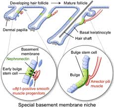 Single unit and multi unit smooth muscle groups create the two distinct muscular groups of the functional categories. The Basement Membrane Of Hair Follicle Stem Cells Is A Muscle Cell Niche Cell