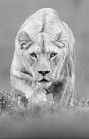 Black And White Lion And Lioness Pictures Trendy Tattoo Lion Lioness Life Ideas Animals Beautiful Lioness Tattoo Animals