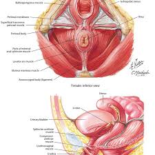 We're going to take apart a plastic anatomy model and see what we can find in the abdomen. 1 Inferior And Lateral Views Of The Female Lower Abdomen Including Download Scientific Diagram
