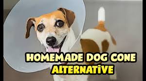 Here are some of the ways in which you can do it if you find regular dog cones to be a bit too uncomfortable to wear, you can try coming up with alternatives and creating something custom for your beloved pet. Homemade Dog Cone Alternative Youtube
