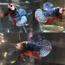 Live Betta Fish Fancy Absolute Nemo Koi Halfmoon Hm Male 223 Betta Fish Ideas Of Betta Fish Bettafish Live Betta Fish Fan Betta Fish Betta Fish Pet