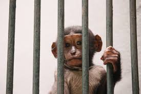 Image result for monkey caged