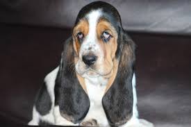 Browse thru our id verified puppy for sale listings to find your perfect puppy in your area. Huff S Hounds Akc Basset Hound Puppies For Sale In Georgia American And European Basset Hound Puppies