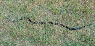Jon and i found a dead snake on our driveway today and thought it would be funny to place it on the stairs and video the reactions. 10 Must Know Facts About Snakes Read To Stay Safe