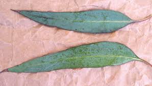 Image result for leaf shape obovate