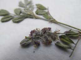 Image result for Indigofera kirkii