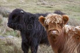 Brown And Black Highland Cattle Highland Cattle Cattle