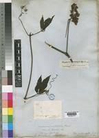 Image result for Ampelocissus multistriata