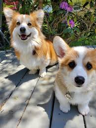 Prepare For Trouble And Make It Double Https Ift Tt 3dzlaza In 2020 Corgi Dog Corgi Dachshund Pets
