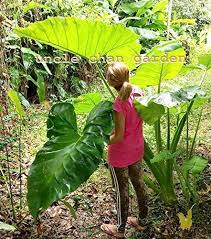 Check spelling or type a new query. Uncle Chan A Bulb Of Xanthosoma Sagittifolium Jungle Leaves Tropical Plantc193 Trees Patio Lawn Garden Veksgroup Com