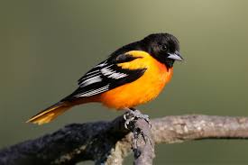 Something For Everyone Galena Illinois Check Out This Article Naturally Stunning Destinations Where You Oriole Bird Baltimore Orioles Birds Beautiful Birds