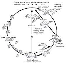 Gbrmpa Marine Turtles