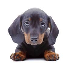 Female Black And Brown Dachshund Dachshund Pictures Small Dog Names Little Dog Names Puppies