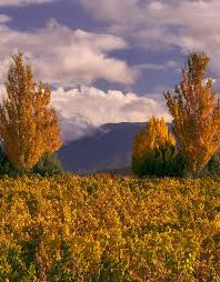 We did not find results for: Applegate Valley Ava Archives Rogue Valley Wine Country