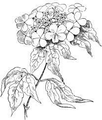 Viburnum Opulus Or Guelder Rose Coloring Page Supercoloring Com Flower Coloring Pages Rose Coloring Pages Realistic Rose