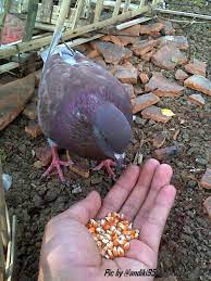 Dalam injil lukas, roh kudus turun seperti seekor burung merpati setelah semua orang di sana dibaptis dan yesus sedang berdoa (). Makanan Sehari Hari Burung Dara Merpati Balap Daily Life Blog Internet Marketing