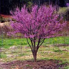 We did not find results for: Cercis Occidentalis Redbud Tree Eastern Redbud Flowering Trees
