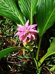 Maybe you would like to learn more about one of these? Turmeric Wikipedia