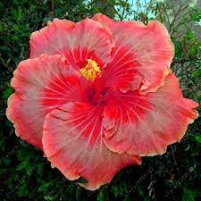 100 Pcs Bag Hibiscus Flower Seeds Giant Hibiscus Seed Garden Decoration Flower Seeds Bonsai Potted Plant For H Hibiscus Plant Flowers Perennials Flower Garden