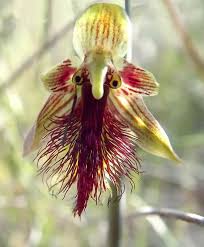 Image result for Brachystephanus calostachyus