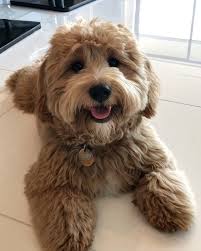 Kenzie The Cavapoo On Instagram Splooot In 2020 Cavapoo Cute Dogs Doggy