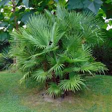 10 Plantes Exotiques Et Rustiques Pour Jardin Jungle Blog Promesse De Fleurs Plante Exotique Arbre Exotique Jardin Tropical